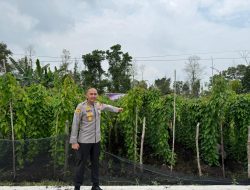 Polda Kalbar Intensifkan Pengawasan Demplot Uwi Ungu Perkuat Ketahanan Pangan Nasional