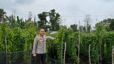 Polda Kalbar Intensifkan Pengawasan Demplot Uwi Ungu Perkuat Ketahanan Pangan Nasional