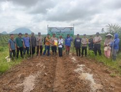 Polsek Belimbing Gelar Penanaman Jagung Hibrida Di Lahan PT SDK 1 Perkuat Ketahanan Pangan