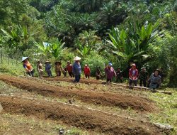 Di Bawah Terik Matahari Satgas TMMD Ke-128 Kodim 1204/Sanggau Bersama Warga Laksanakan Penanaman Cabai Dan Terong Di Dusun Onggok