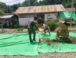 Wujud Kemanunggalan TNI Dengan Rakya Babinsa Embaloh Hulu Bantu Warganya Penggilingan Keratom Di Desa Banua Ujung