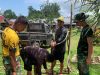 Satgas TMMD Ke-128 Kodim 1204/Sanggau Terus Lakukan Pengeboran Sumur Bor Di SDN 3 Semayang