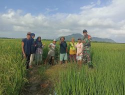 Babinsa Parit Baru Komsos Bersama Petani, Dukung Ketahanan Pangan Wilayah