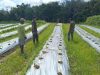 Dua Babinsa Koramil Badau Anjangsana ke Kebun Warga, Berikan Contoh Bercocok Tanam Yang Baik