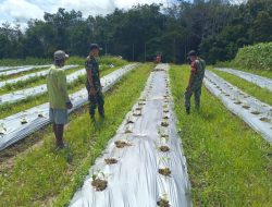 Dua Babinsa Koramil Badau Anjangsana ke Kebun Warga, Berikan Contoh Bercocok Tanam Yang Baik