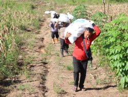 Polres Melawi Kembali Panen Jagung Di Lahan Ketahanan Pangan, Hasil Capai 3,45 Ton