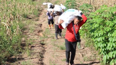 Polres Melawi Kembali Panen Jagung Di Lahan Ketahanan Pangan, Hasil Capai 3,45 Ton