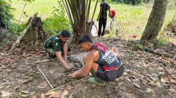 Satgas TMMD Ke-128 Kodim 1204/Sanggau Melaksanakan Proses Penyemaian Padi