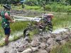 Pembukaan Lahan Pertanian Sawah Terus Dikerjakan Satgas TMMD Gunakan Traktor Untuk Pembajakan