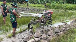 Pembukaan Lahan Pertanian Sawah Terus Dikerjakan Satgas TMMD Gunakan Traktor Untuk Pembajakan
