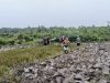 Satgas TMMD Ke-128 Kodim 1204/Sanggau Bersama Warga Laksanakan Pembajakan Menggunakan Traktor