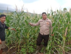 Polsek Jelai Hulu Laksanakan Pengecekan Perkembangan Tanaman Jagung Hibrida Di Desa Pangkalan Suka