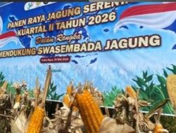 Panen Raya Jagung Serentak Kalbar 2026 Capai 292,85 Ton, 100 Ton Diekspor Ke Malaysia