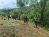 Satgas TMMD Ke-128 Kodim 1204/Sanggau Rampungkan Penanaman 1.000 Pohon Di Desa Semayang