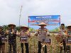 Polres Ketapang Bersama Forkopimda Dan Kelompok Tani Laksanakan Panen Raya Jagung Serentak Kuartal II