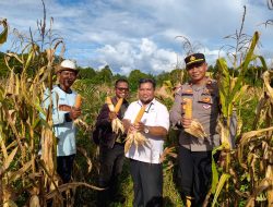Kapolsek Matan Hilir Utara Bersama Tim Laksanakan Pengambilan Sampel Jagung Hibrida Jelang Panen