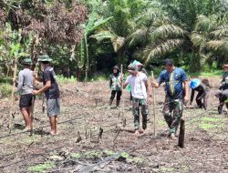 Satgas TMMD Ke-128 Kodim 1204/Sanggau Bersama Warga Laksanakan Penanaman Jagung
