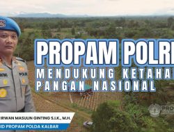 Bidpropam Polda Kalbar Bersama Polres Bengkayang Panen Raya Jagung, Polri Dan Masyarakat Perkuat Swasembada Pangan Nasional