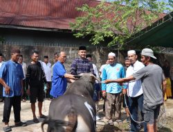 Polres Ketapang Serahkan 11 Ekor Sapi Dan 3 Ekor Kambing Qurban Di Momen Idul Adha 1447 H