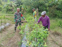 Serma Suyanto Babinsa Puring Kencana Bantu Warga Binaannya Panen Cabai