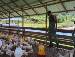 Dalam Rangka Mendukung Program Ketahanan Pangan Babinsa Koramil Badau Anjangsana Ke Kandang Peternakan Ayam Warga Binaannya