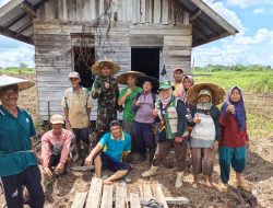 Babinsa Putussibau Utara Bersama Poktan Desa Kedamin Darat Laksanakan Penyuluhan Pertanian Lapangan