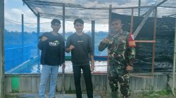 Babinsa Putussibau Utara Bantu Skripsi Mahasiswa Polnep Putussibau Pada Pembibitan Benih Ikan