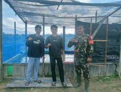 Babinsa Putussibau Utara Bantu Skripsi Mahasiswa Polnep Putussibau Pada Pembibitan Benih Ikan