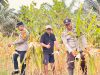 Polsek Simpang Dua Laksanakan Pemanenan Jagung Hibrida Milik Poktan Dua Makmur Di Desa Semandang Kanan