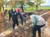 Dukung Ketahanan Pangan Wilayah Babinsa Salatiga Tanam Jagung Bersama Polri