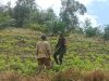 Guna Meningkatkan Perekonomian Masyarakat Babinsa Puring Kencana Bantu Warga Binaannya Merawat Tanaman Kacang Tanah