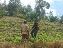 Guna Meningkatkan Perekonomian Masyarakat Babinsa Puring Kencana Bantu Warga Binaannya Merawat Tanaman Kacang Tanah