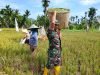 Dukung Ketahanan Pangan Babinsa Pajintan Bantu Petani Panen Padi