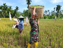 Dukung Ketahanan Pangan Babinsa Pajintan Bantu Petani Panen Padi