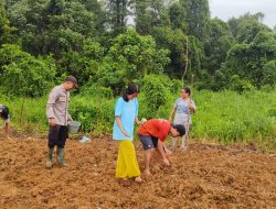Polsek Sungai Tebelian Dan Warga Kompak Turun Ke Lumpur Tanam 2 Hektar Jagung Hibrida Demi Ketahanan Pangan