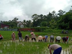 TNI Manunggal Dengan Rakyat Babinsa Hulu Gurung Bantu Petani Tanam Padi