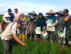 Dukung Ketahanan Pangan Babinsa Segedong Koramil 03/Tebas Laksanakan Komsos Bersama Gapoktan dan Cek Pertumbuhan Padi
