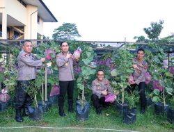 Polda Kalbar Inisiasi Budidaya Melon Langkah Nyata Wujudkan Ketahanan Pangan Nasional