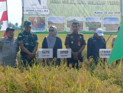 Pasiter Kodim 1208/Sambas Dampingi Wakil Bupati Sambas Hadiri Panen Padi Di Desa Gelik
