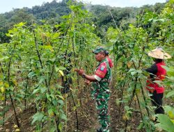 Babinsa Koramil 1206-03/Batang Lupar Bantu Masyarakat Rawat Sayur Mayur Di Wilayah Binaan