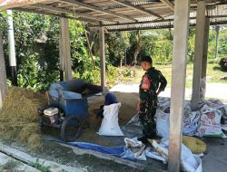 Dukung Hanpangan Wilayah Babinsa Semangau Koramil 01/Sambas Bantu Warga Merontokkan Padi