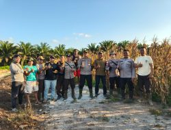 Panen Jagung Hibrida 1 Hektare Polsek Matan Hilir Utara Dukung Program Ketahanan Pangan Nasional