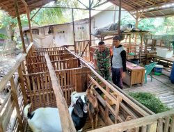 Akrab Dengan Warga Binaan Babinsa Koramil 03/Tebas Gelar Komsos Bersama Peternak Kambing