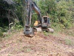 Membuka Jalur Harapan Alat Berat Dikerahkan Untuk Kebut Pembangunan Jalan Desa Ulak Pauk Menuju Belatung