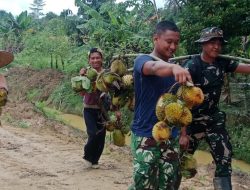 TMMD Ke-129 Kodim 1206/Psb  Melakukan Aksi Ikut Warga Memanen Buah Durian 