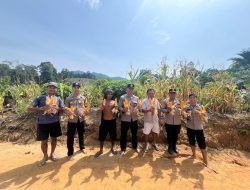 Dukung Ketahanan Pangan Nasional Polsek Simpang Dua Hadiri Panen Jagung Hibrida Seluas 5 Hektare Di Desa Semandang Kanan