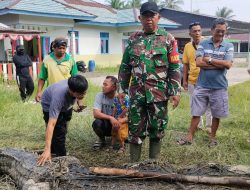 Resahkan Masyarakat Buaya Akhirnya Berhasil Ditangkap Warga Bersama Babinsa Koramil 04/Jawai