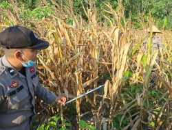 Polsek Matan Hilir Utara Dampingi Kelompok Tani Desa Kuala Satong Panen Jagung Hibrida Dukung Ketahanan Pangan