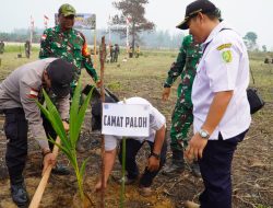 Jaga Kelestarian Lingkungan Jelang HUT TNI Ke 81 Kodim 1208/Sambas Tanam 1.000 Pohon Kelapa Dan Mangrove Di Wilayah Perbatasan