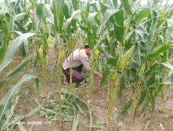‎Apel Sore Di Kebun Jagung Sat Samapta Polres Sambas Pastikan Perawatan Tanaman Berjalan Optimal